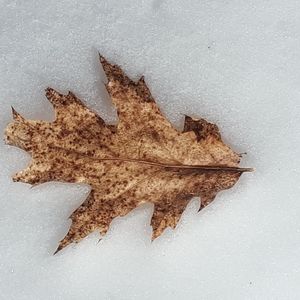 Meet your Posher, Lynda